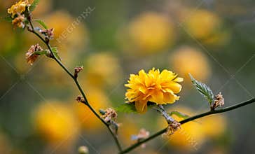 Bright yellow flower blooms on a branch in a garden during springtime with blurred background of more flowers