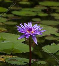 Purple water lily blooms in a pond surrounded by green lily pads during midday