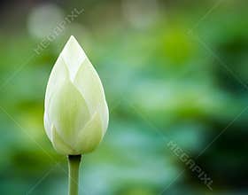 Lotus flower bud stands tall in a garden during daytime with soft lighting and blurred green background