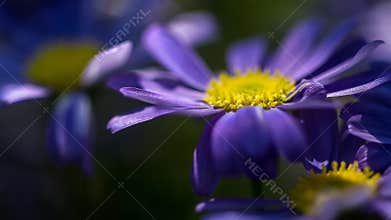 Violet flowers bloom in a garden setting during spring under bright sunlight with soft colors blending together