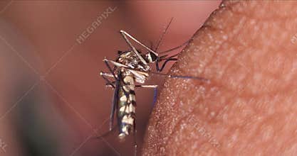 Macro mosquito biting human skin, blood feeding insect, dengue malaria disease risk close-up