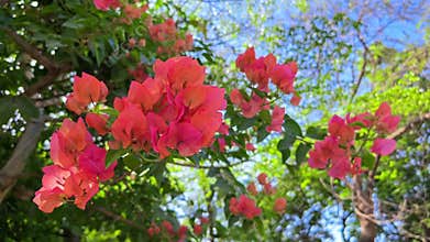 Bougainvillea flowers