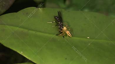 Spider capturing prey macro close up, predator insect hunting wildlife nature scene, India