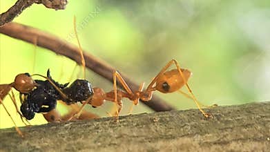 Red Weaver Ants Carrying Caterpillar Close Up, Insect Teamwork Survival Behavior Macro, Wildlife India.
