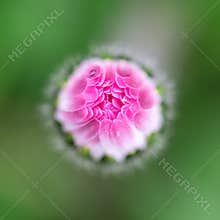 Pink daisy blooming in the garden during spring with blurred green background
