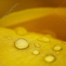 Macro View Of Yellow Flower Petal With Clear Water Droplets On Surface