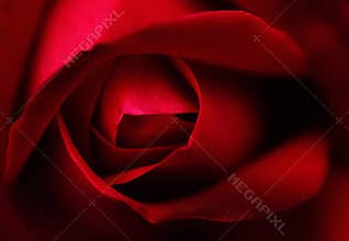 Close view of a red rose showing delicate petals and deep colors in a simple set up at a floral display during daytime