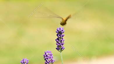 Dragonfly on lavender