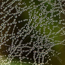 Close-up of natural details featuring water droplets on a spider web captured in the morning light in a garden setting