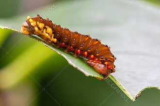 Eterusia aedea Caterpillar Feeding on a Leaf