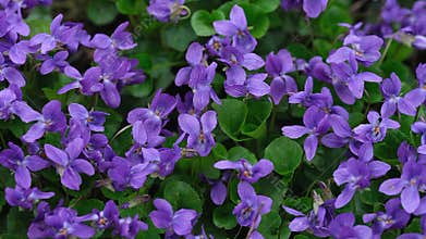 A dense carpet of vibrant purple violets with lush green leaves in nature