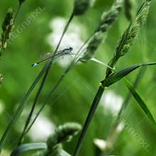 Dragonfly rests on grass in a green field during daytime near wildflowers in spring season