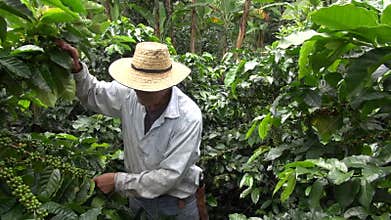 Coffee Farmer, Worker, Plantation, Nature