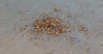 Ants Feeding on food Close Up, Insect Colony Survival Wildlife Scene