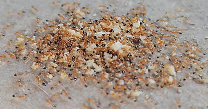 Ants Feeding on food Close Up, Insect Colony Survival Wildlife Scene