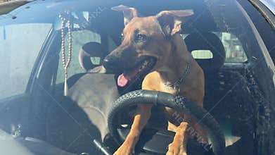 Funny dog behind steering wheel inside car, playful travel concept