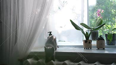small gray kitten crawling on windowsill in sunlight rural home cozy interior scene