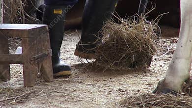 Manure, Poop, Fertilizer