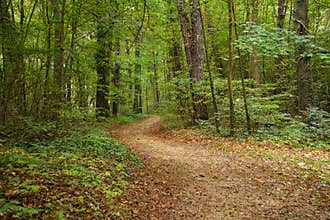Forest path