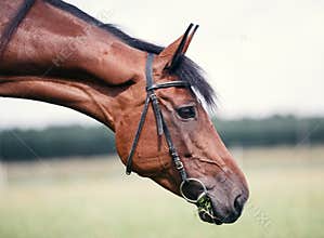 Portrait of chestnut horse