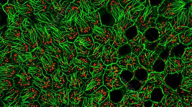 Tracheal Epithelium Cilia Beat Coordination Confocal