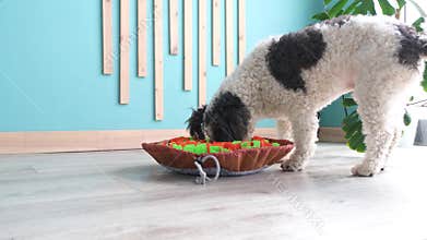 cute mixed breed dog playing with washable snuffle rug for hiding dried treats for nose work. Intellectual games with pet