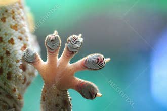 Gecko Hand