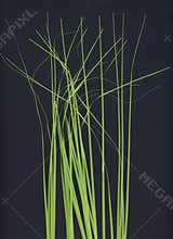 Grass stalks