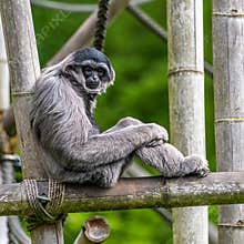 Silvery gibbon, Hylobates moloch in a German park