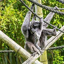 Family of Silvery gibbon, Hylobates moloch in a German park