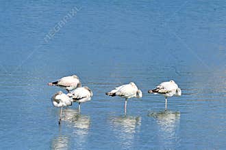 Flamingos in the salt pans of Calpe, Spain