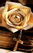 Rose old bible and cross