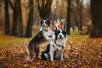 Obedient dog breed border collie. Portrait, autumn, nature, tricks, training
