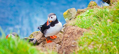 Atlantic Puffin on Latrabjarg Cape, Vestfirdir, Iceland.