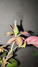 Close up of pink rose bud on stem with green leaves macro nature