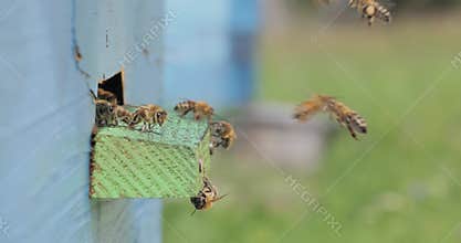 Honey bees fly near a beehive. Bees are best known to humans for their ecological roles as pollinators. Honey bees flying into