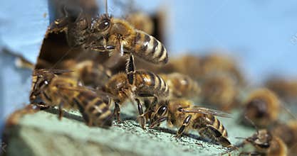 Honey bees fly near a beehive in a slow motion.Bees are best known to humans for their ecological roles as pollinators. Honey bees
