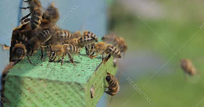 Honey bees fly near a beehive. Bees are best known to humans for their ecological roles as pollinators. Honey bees flying into
