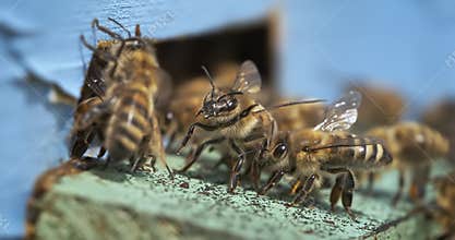 Bees protect their hive from wasps. Honey bees fly near a beehive in a super slow motion. Shot on super slow motion camera 1600