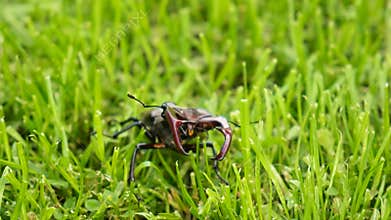 A stag beetle in the wild. Selective focus.