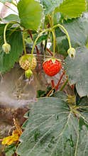 Fresh red strawberry growing on plant with green leaves