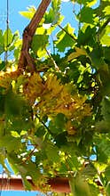 Grape vine leaves with sunlight and blue sky background