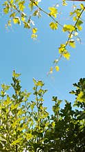 Green vine leaves against clear blue sky backlight