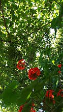 Red geranium flowers among green leaves with sunlight