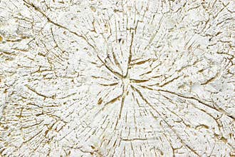 White Concrete Decorative Stone like as Tree Cross Section