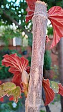 Begonia Plant Stem - Red Leaves and Bark Texture