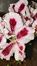 Pelargonium Flowers - White Red Geranium Bloom Macro