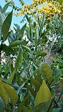 Citrus Tree Leaves - Lemon Orange Foliage Sunlight