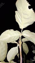 Rose Leaves on Dark Background - Leaf Texture Macro
