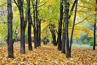 Autumn in the city, fall of the leaves, yellow leaf,